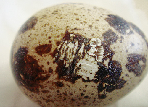 ウズラの卵の表面で、効率よい歯石除去のためのチップの照射角度を試した写真
