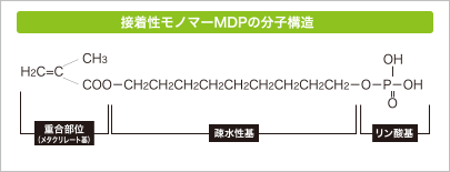 接着性モノマーMDPの分子構造