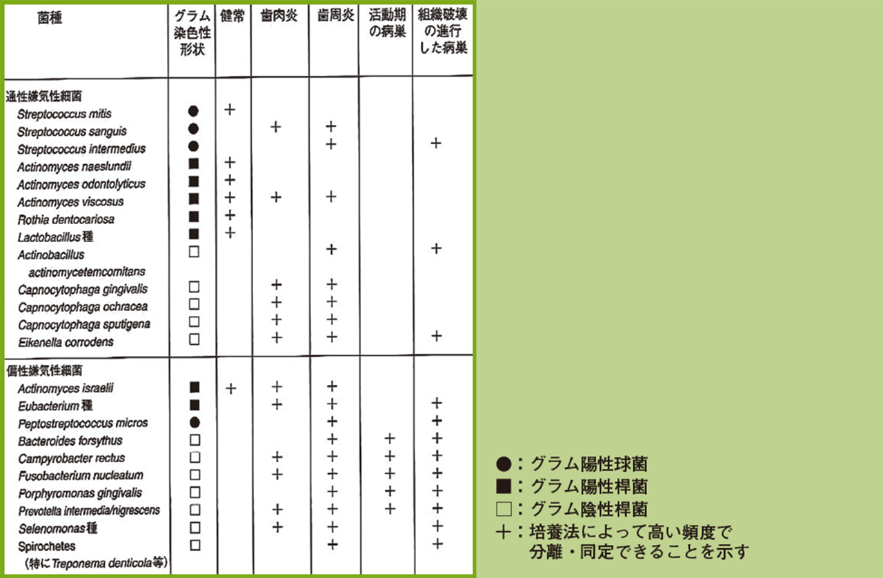 歯周病の原因菌、進行した歯周病には嫌気性桿菌・スピロヘータが多い。