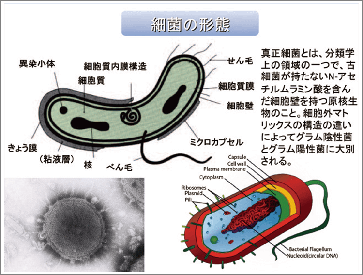 細菌は細胞の内容成分を守るための膜を持っている。また、鞭毛や繊毛といった細菌が移動するための推進力を得るための細胞小器官を持っているのが特長である。