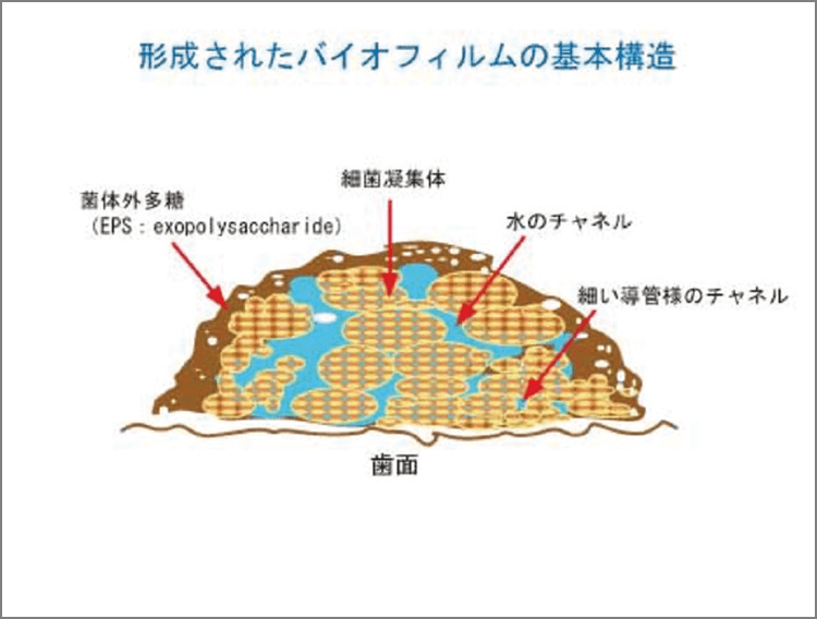 バイオフィルムの内部には微生物たちが生きてゆく必要な設備が整っている。