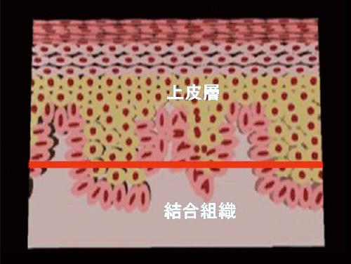 上皮組織の図