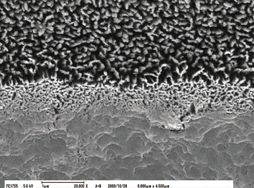 セメント質とハイブリッドコートⅡの界面の強拡大像（ｘ20,000）
