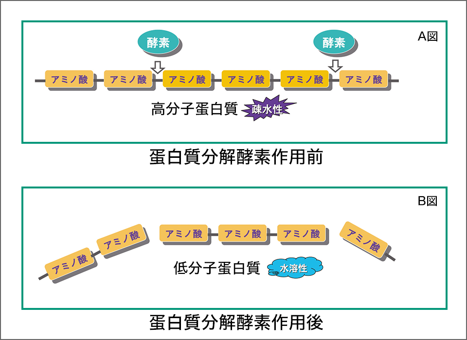 図2　蛋白分解酵素の作用機序