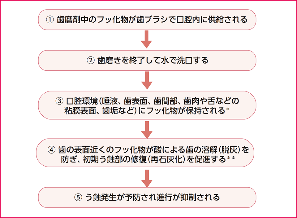 図1 フッ化物配合歯磨剤によるう蝕予防作用