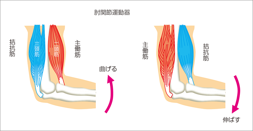 運動動作を起こす主たる働きをなす筋肉（赤色）を主働筋、主働筋と反対の働きをなす筋肉（青色）を拮抗筋といいます。