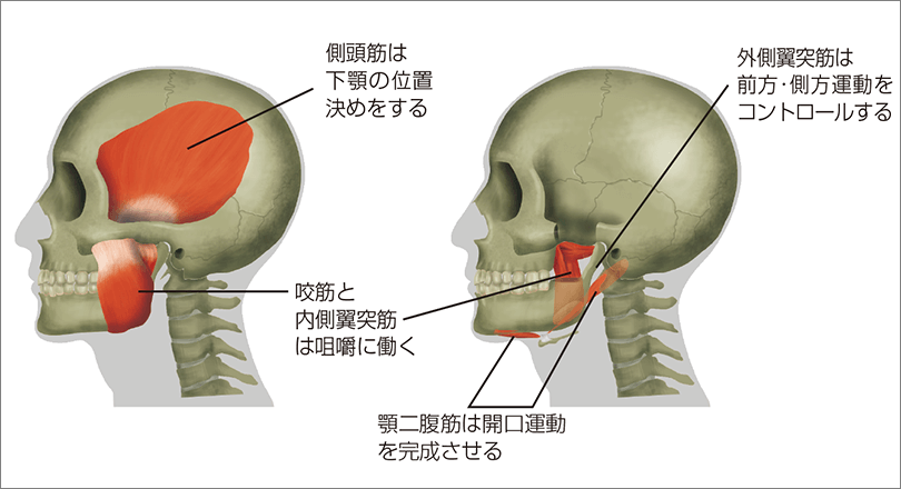 主たる開閉口筋とそれぞれの臨床的な働き