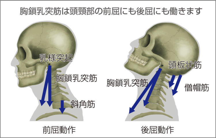 頭部（上顎）は前屈筋群と後屈筋群が共縮することにより保定されます