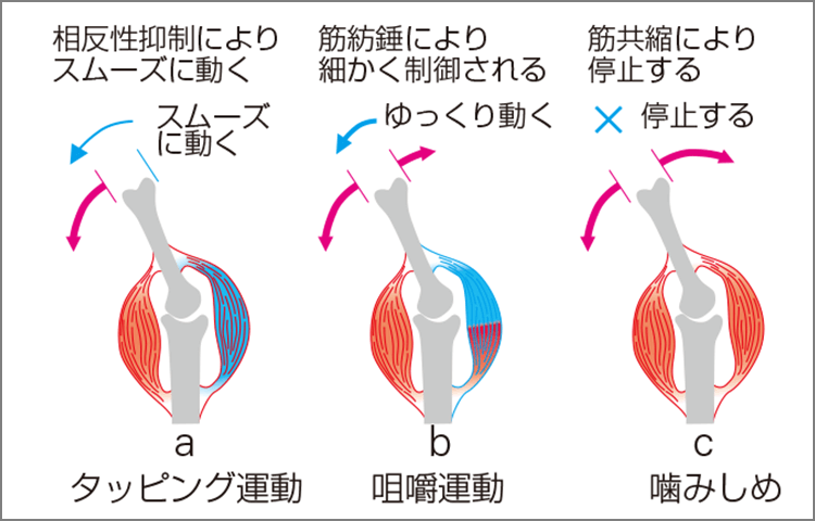 筋肉が作り出す三つの基本運動