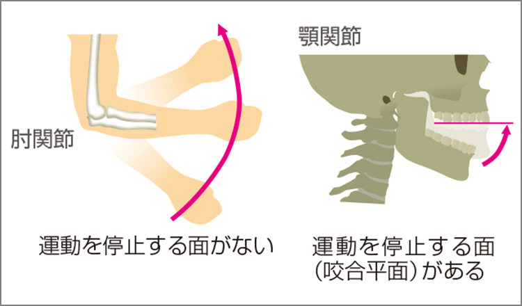 顎の運動器としての特色は運動停止平面を持つこと