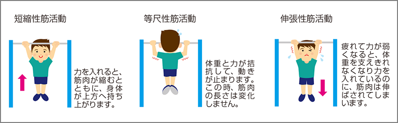 鉄棒の懸垂にみる三つの筋活動様式