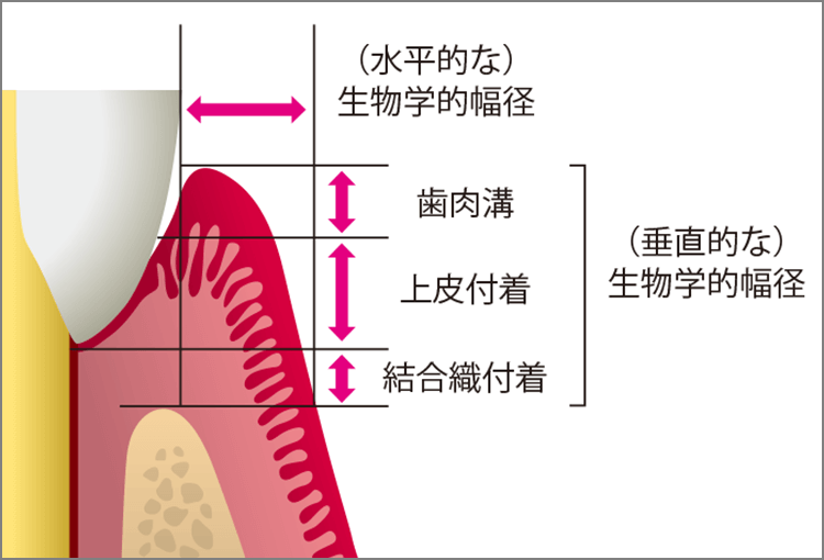 垂直的・水平的生物学的幅径