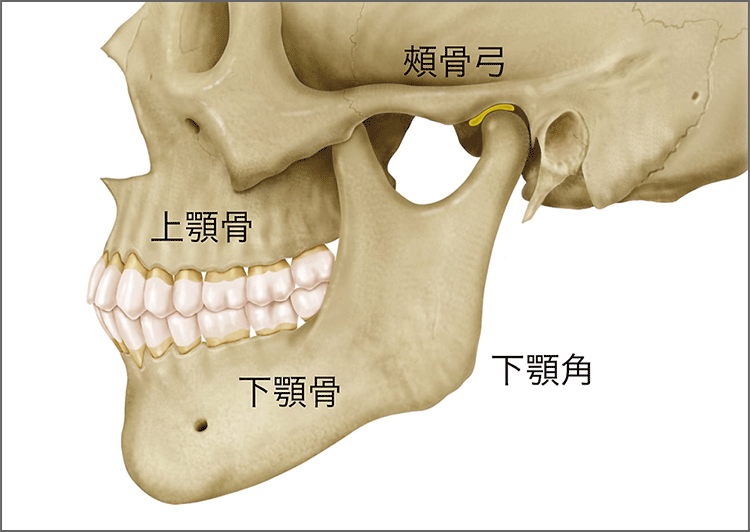 図9 骨は硬くて動作により形状が変わらないため触診が容易です（筋肉の触診のランドマークとして大切です）。