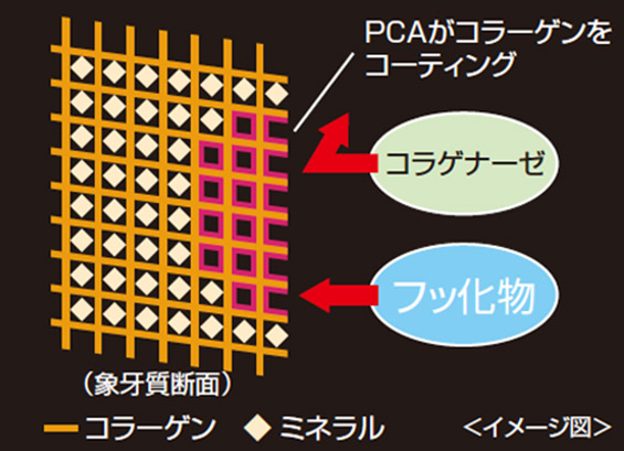 図6 ピロリドンカルボン酸の役割