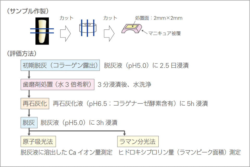 根面象牙質に対する評価フロー