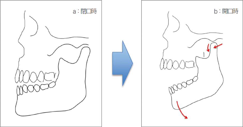 閉口時の下顎頭は下顎窩に位置している（a）。開口運動時に下顎頭は前方に移動（前方滑走）しながら回転（蝶番運動）を行う（b）。