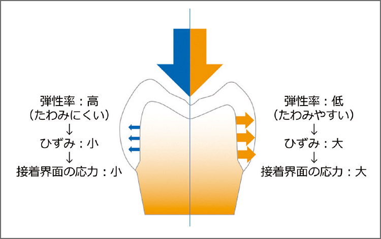 図6 曲げ弾性率とクラウンのたわみ