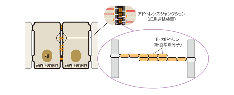 歯肉上皮の物理的バリア機能のイメージ