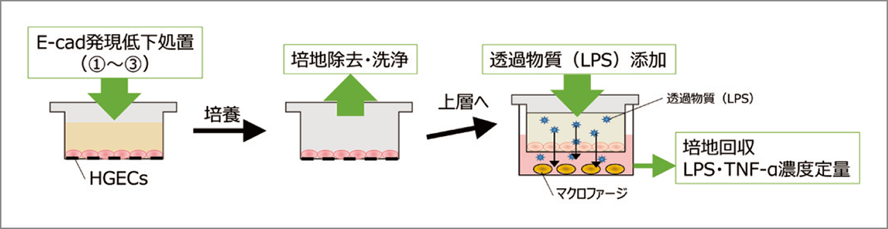 物質透過実験の模式図