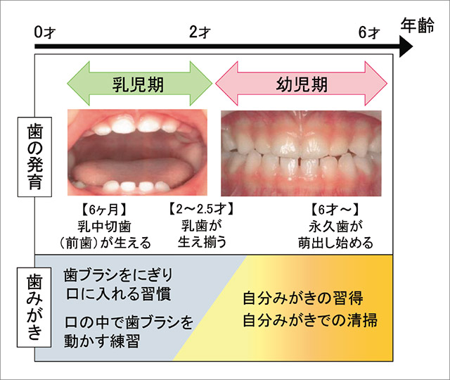 乳児期と幼児期の歯みがき習慣の図