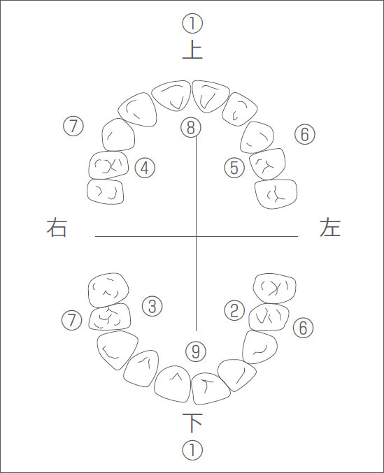 ブラッシング部位の図