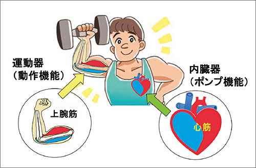 「内臓器」と「運動器」の図