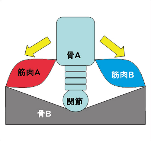 運動器の基本構成（筋肉と骨格と関節）の図