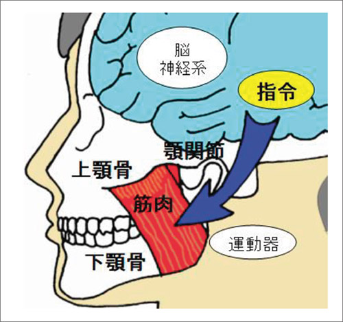 顎の図