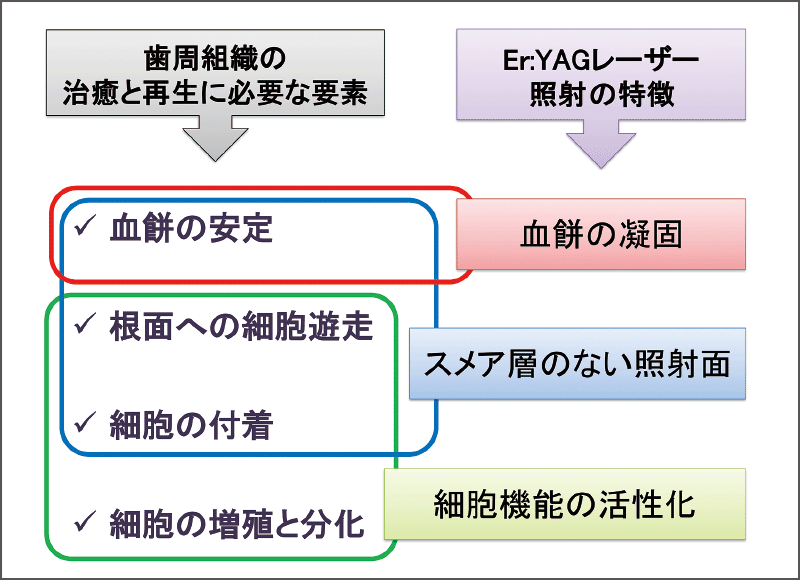 モリタ】歯周治療に「Erwin Adverl EVO」を 徹底活用する ―エビデンス 