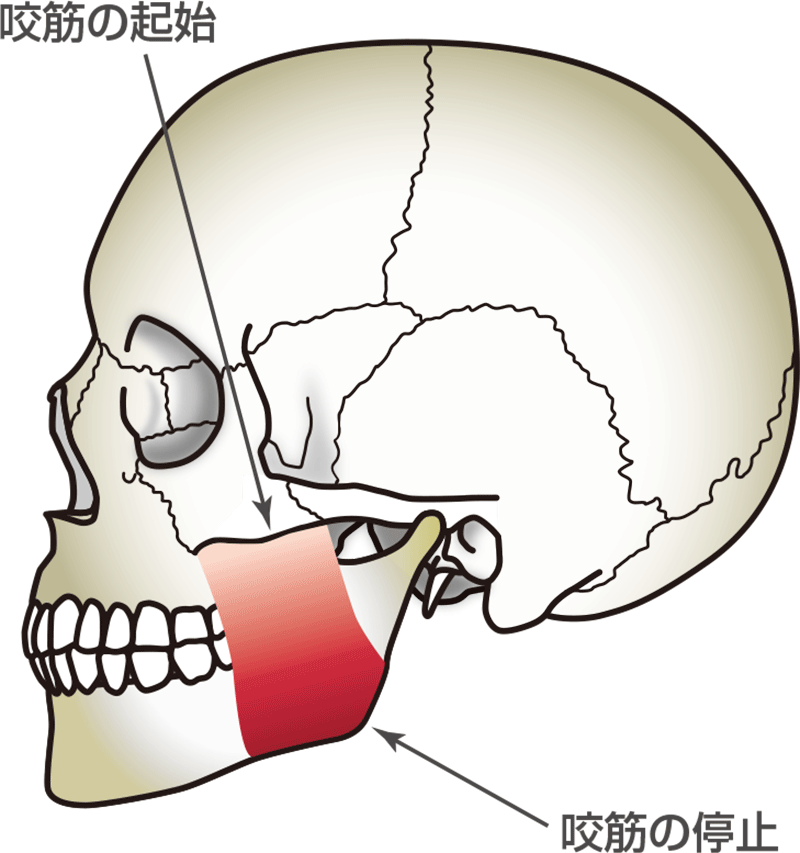 [図] 咬筋の起始
