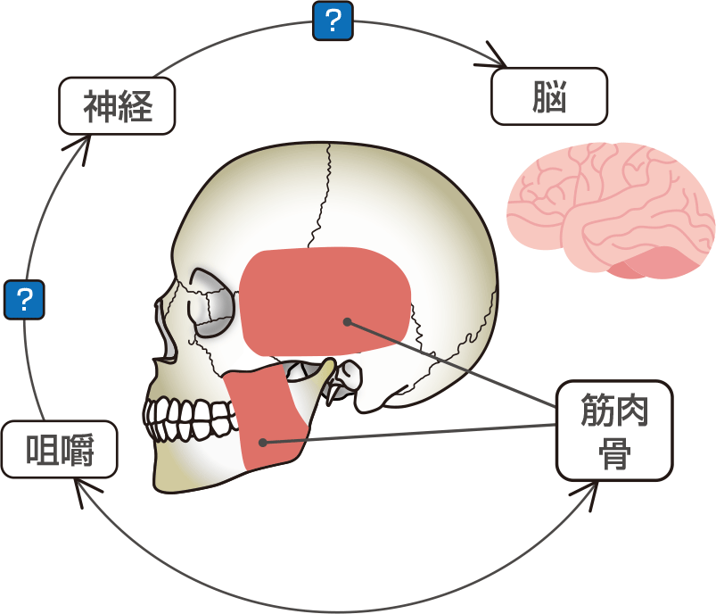 [図] 咀嚼回数の低下と咀嚼筋の低下は相関関係