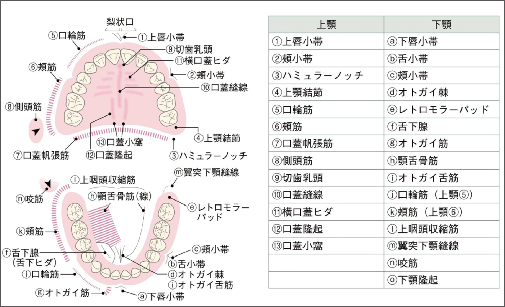 [図] 概形印象および全部床義歯製作に必要な解剖学的ランドマークを含むチェックポイント（神奈川歯科大学