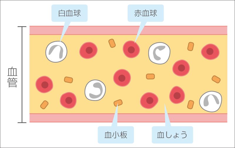 [図] 血液成分　※イメージ