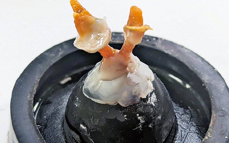 [写真] メタルコアのスプルーイング