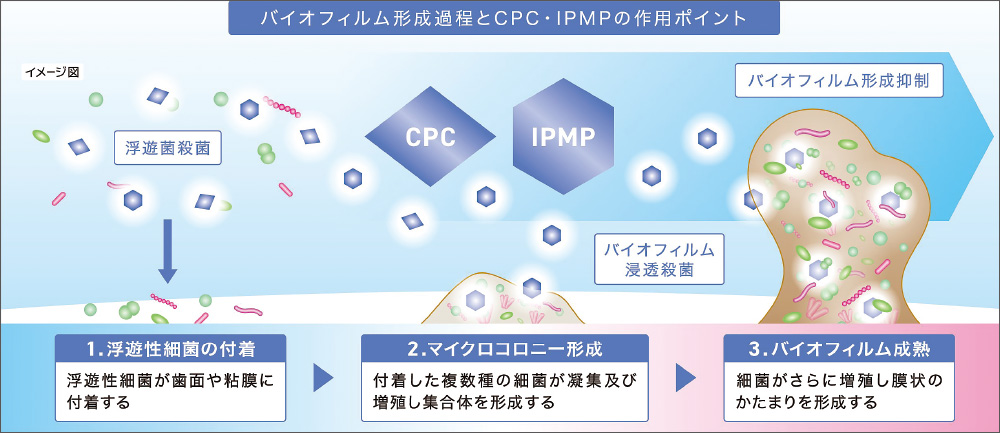 [写真] バイオフィルムの形成過程とCPCおよびIPMPの作用ポイント