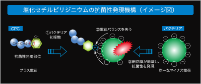 塩化セチルピリジニウムの抗菌性発現機構（イメージ図）