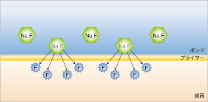 フッ素イオン放出のイメージ