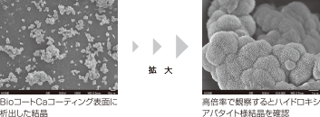 BioコートCaコーティング表面に析出した結晶　拡大→　高倍率で観察するとハイドロキシアパタイト様結晶を確認	