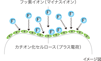 フッ素の滞留性を高める